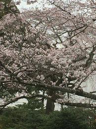 sakura2016.JPG